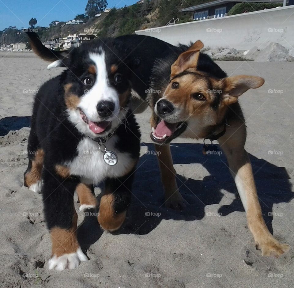 I'm gonna get you!!. puppy dogs playing on the beach