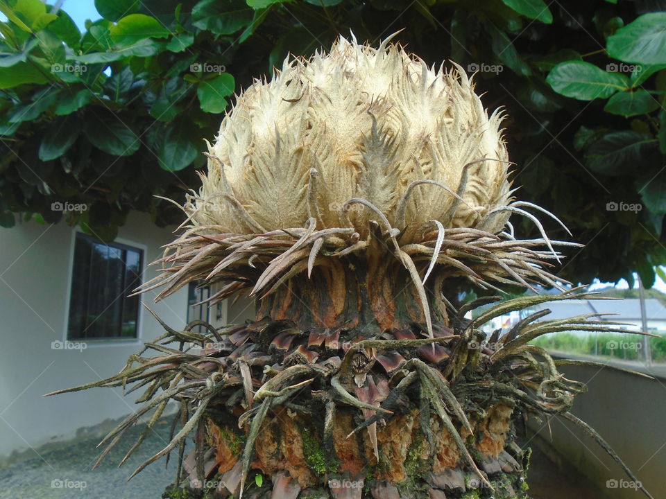 NATURE, ENVIRONMENT, TREES, PLANT.