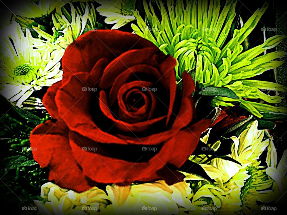 Red rose
