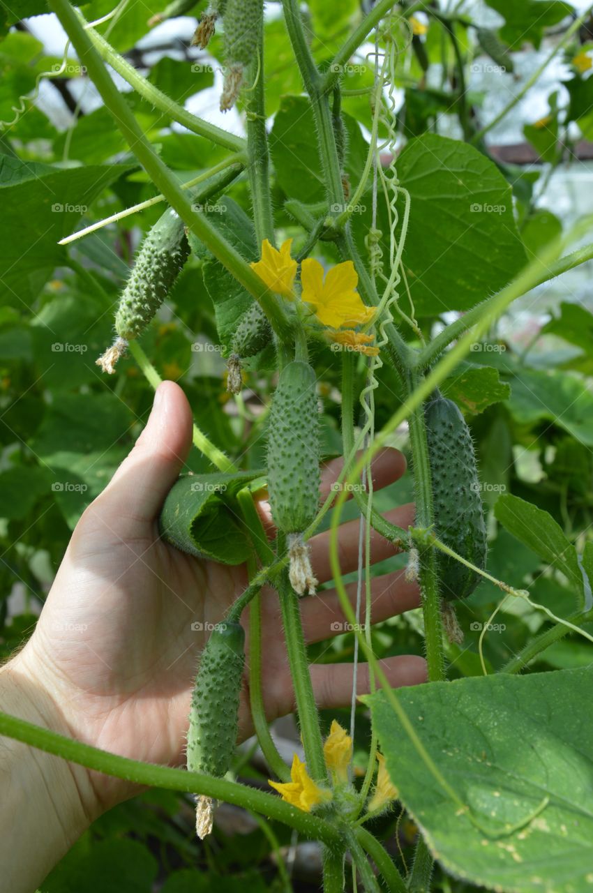 Cucumbers in greenhouse