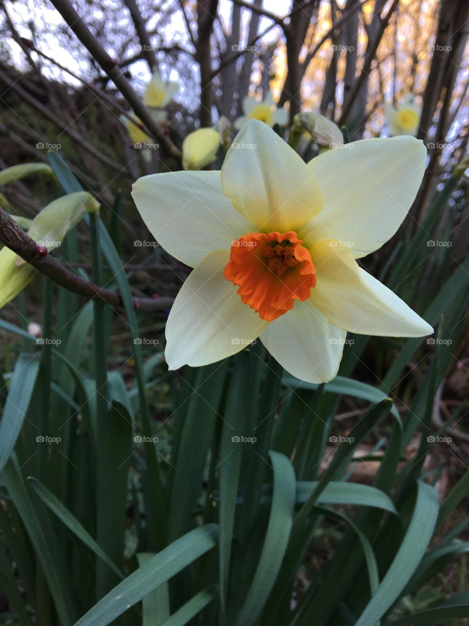 Narcissus blooming without sun !