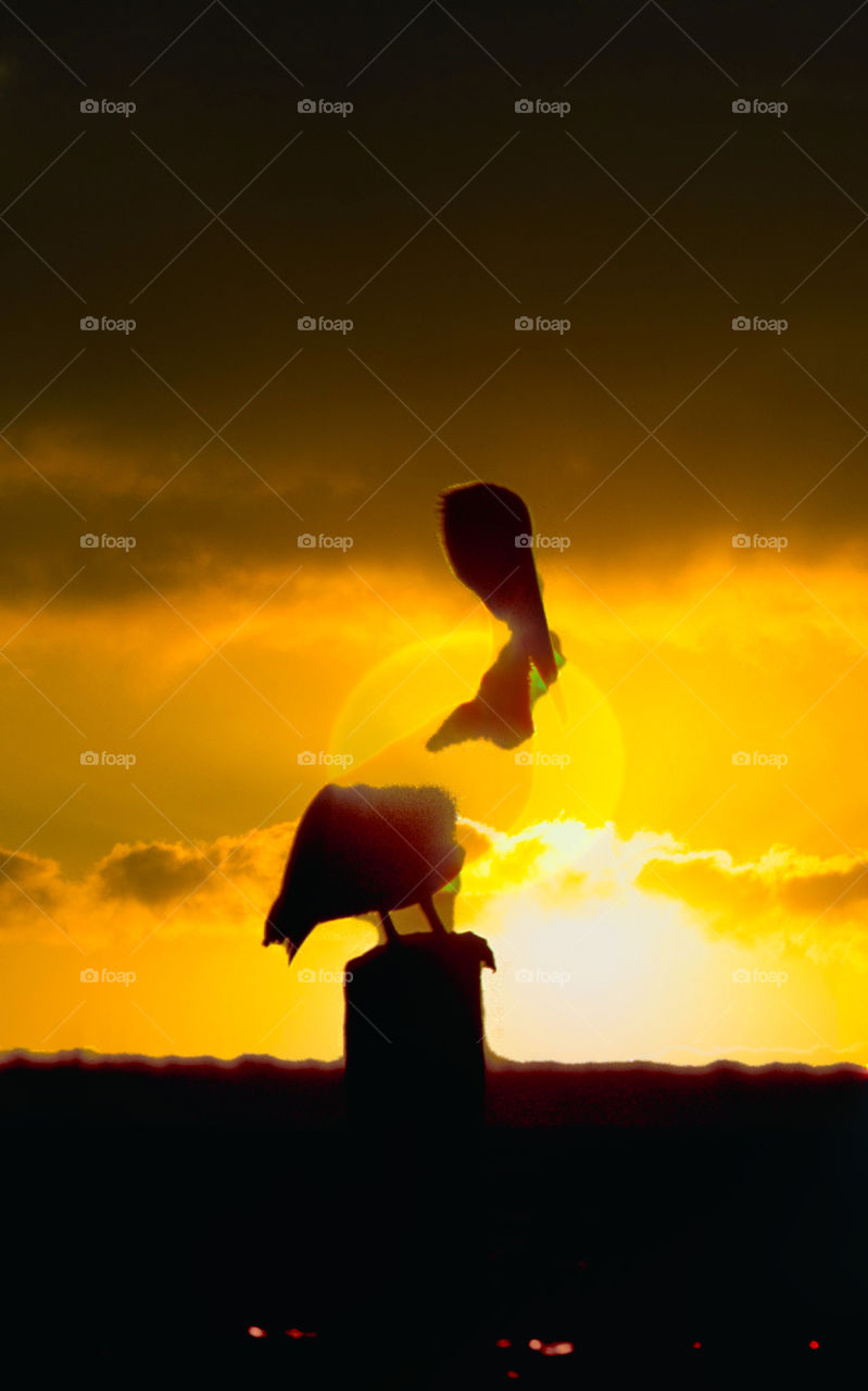 Sunset with a Pelican bird throw a golden time