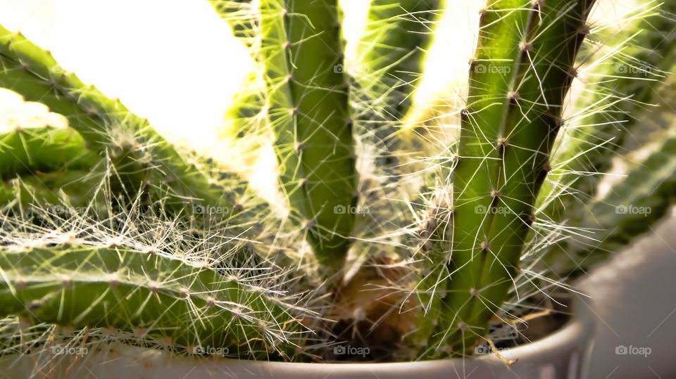 Cactus