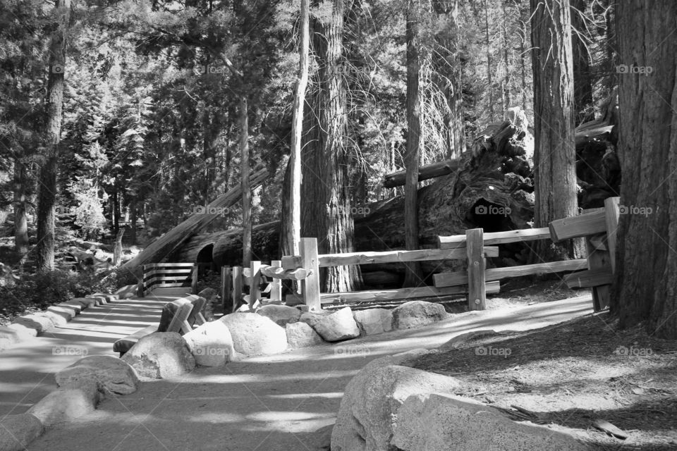 Sequoia National Park, Biggest Trees