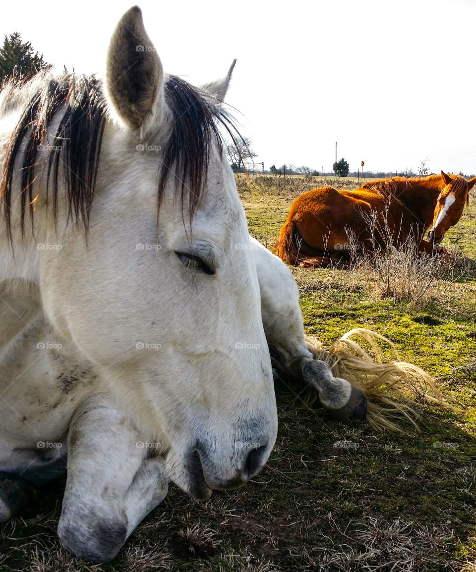 A Gray and A Sorrel Horse Taking a Nap in a Pasture