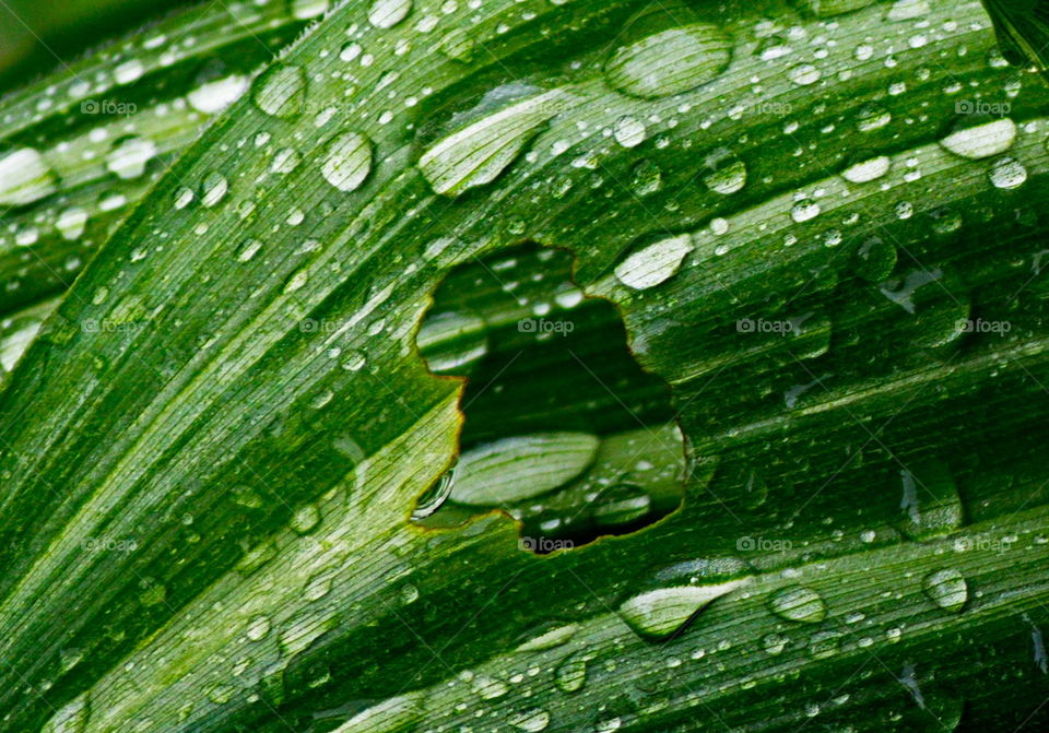 Some bug had dinner before the rain
