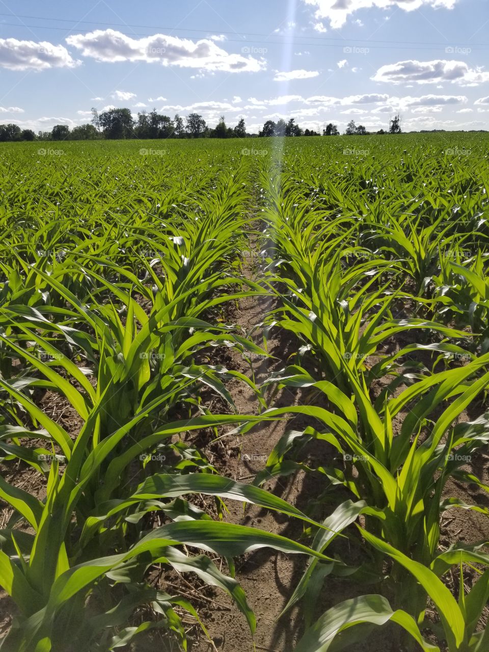 Corn Rows