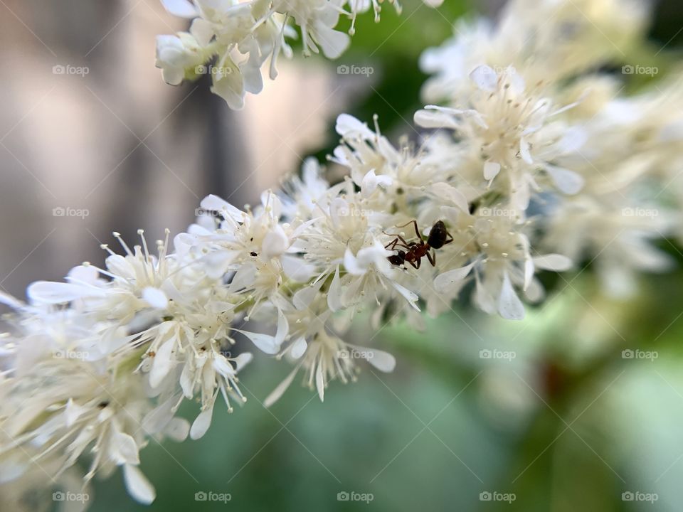 False buck’s beard flower blossoms with white petals in the garden. Macro shot of the ant. Nature’s beauty.