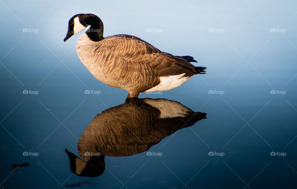 Canadian Goose with reflection 