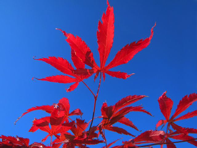 Close-up of maple tree against clear sky