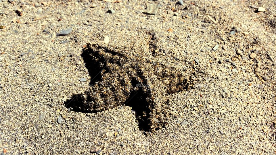 Sand star!