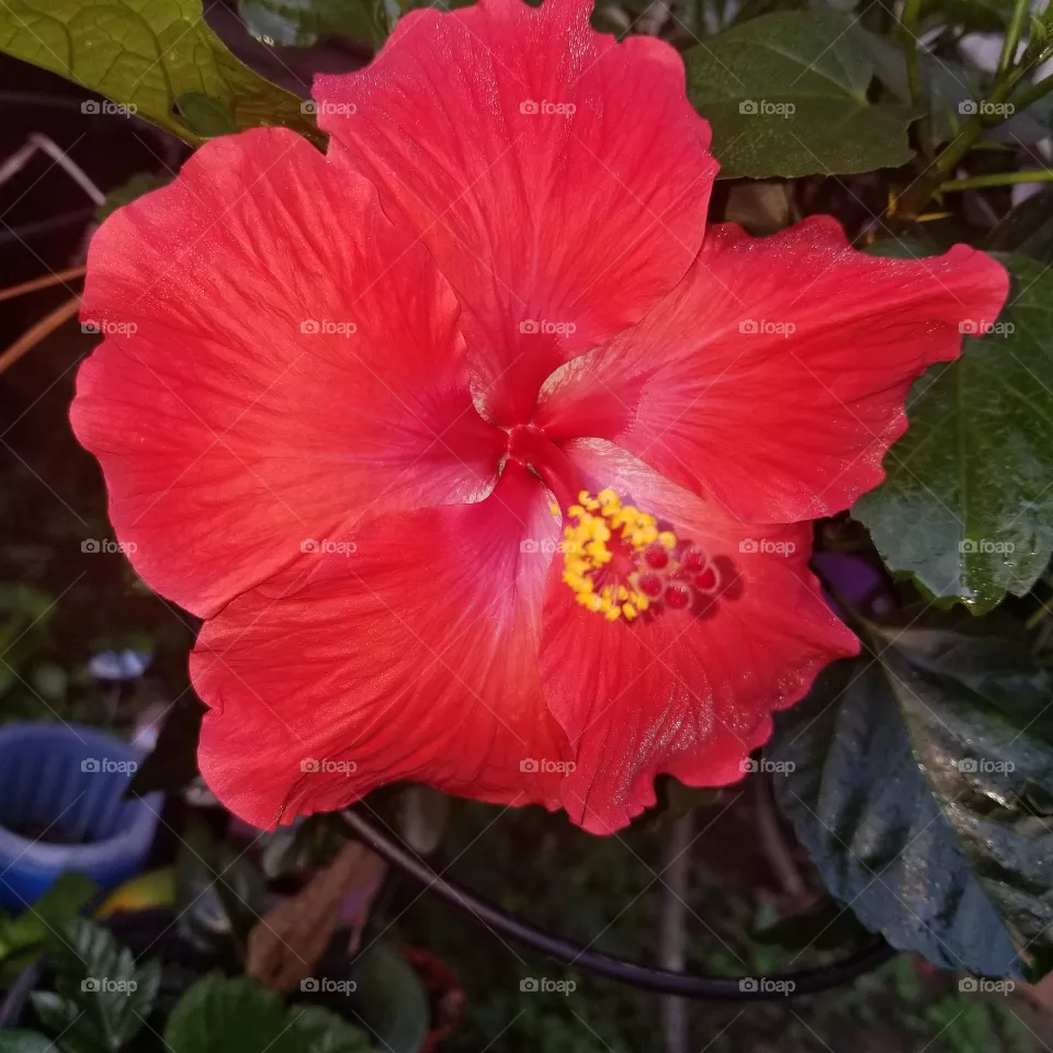 Nature's Beauty
