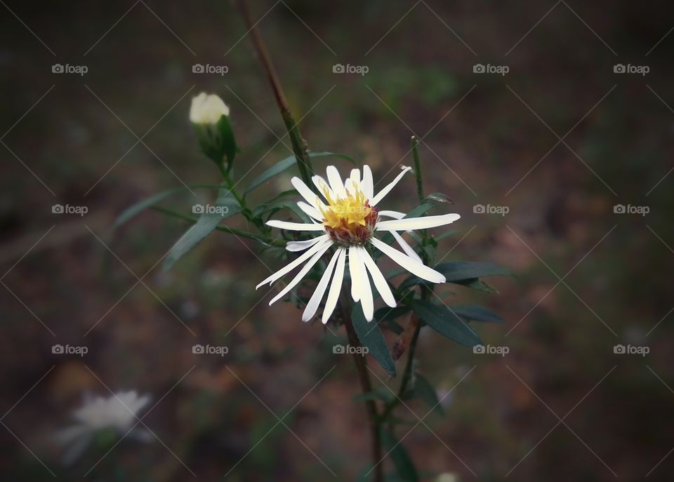 White and Yellow Wildflower