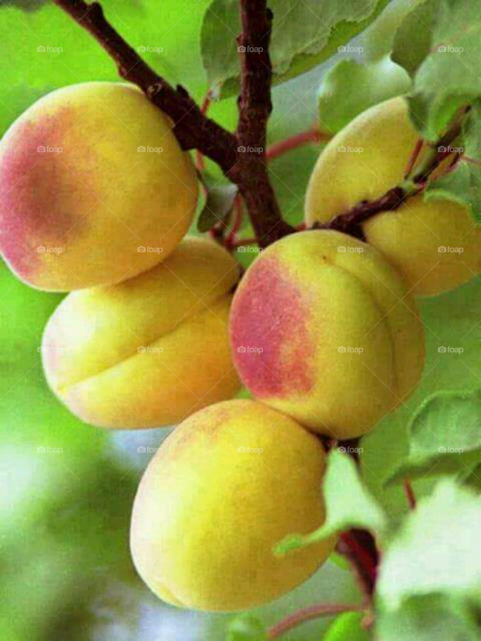 fruit love