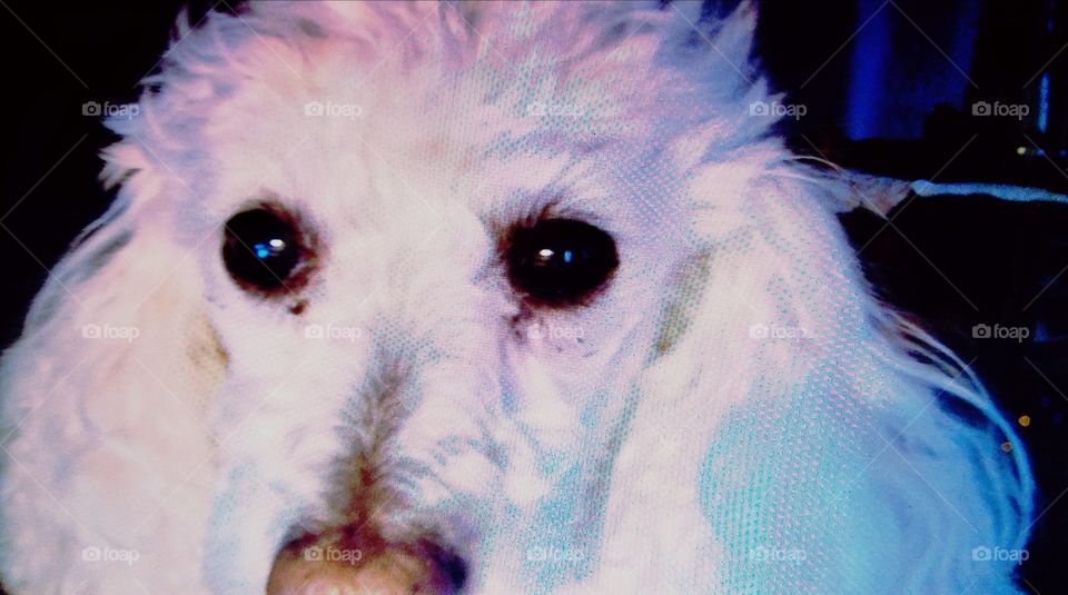 #clash of colour! White poodle, Mickey, whose colour features stand out.