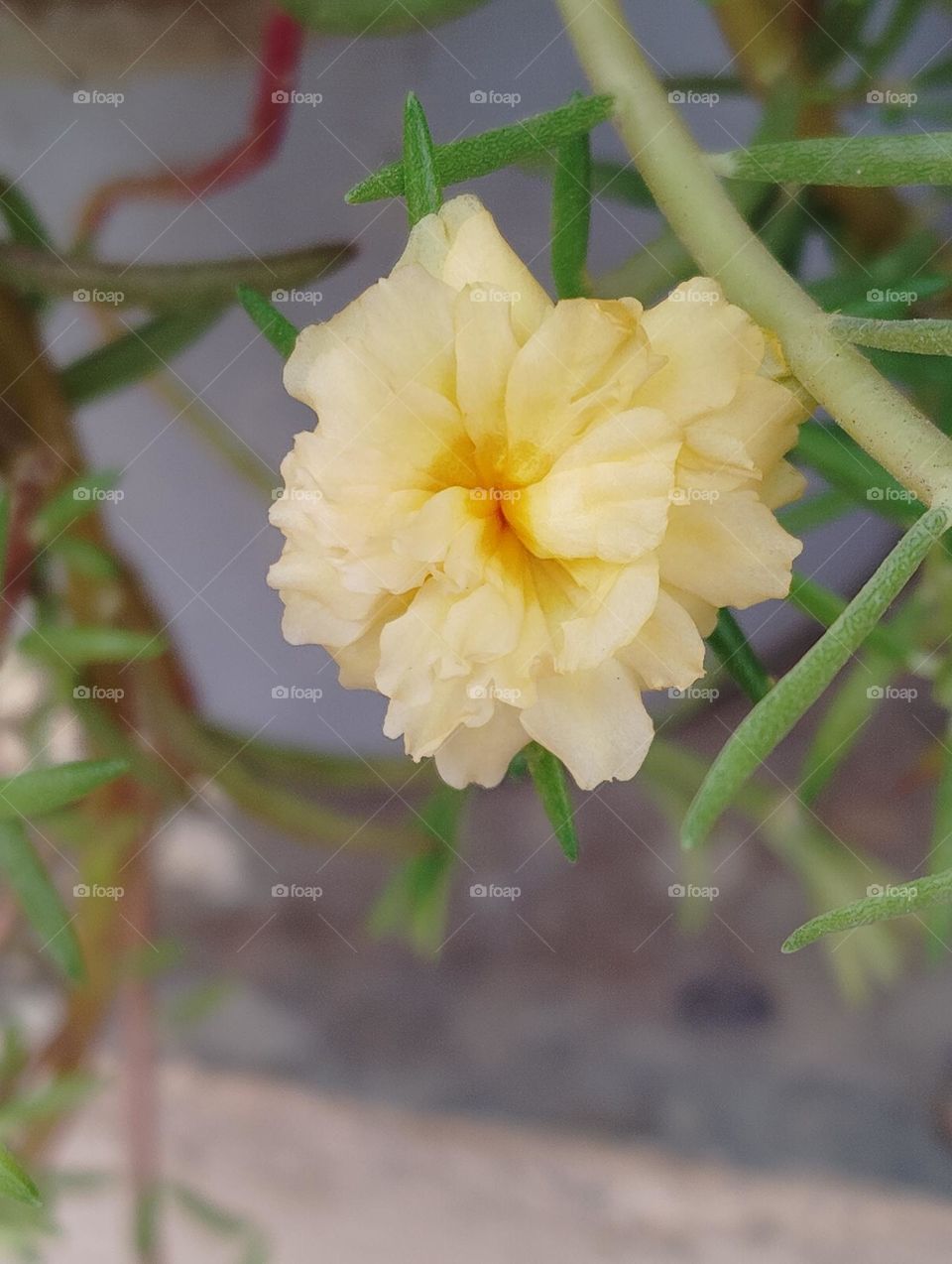 yellow flower seasonal fresh shurb looks very beautiful generally found everywhere