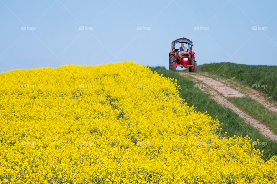 Yellow field of rapeseed flowers