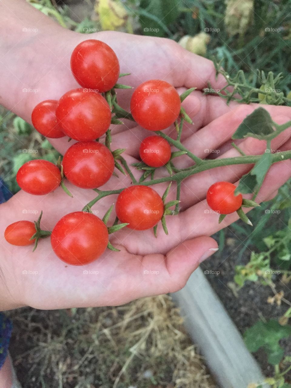 Vine ripened tomatoes