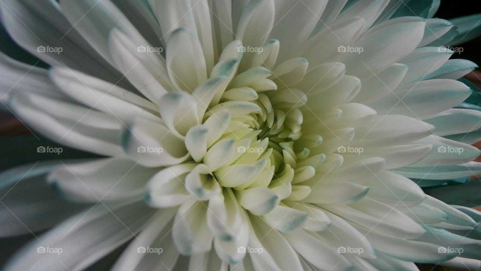 Extreme close-up of dahlia flower