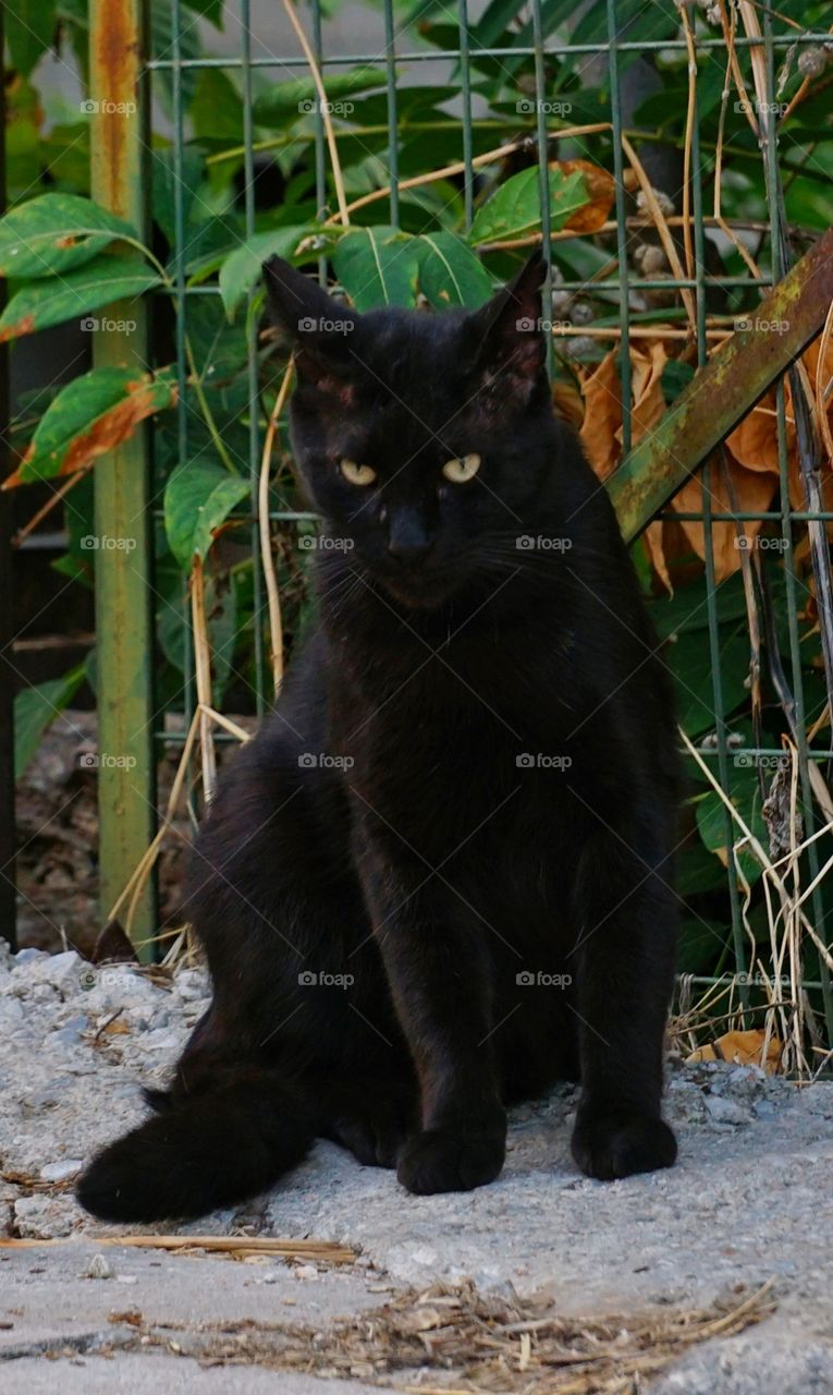Black cat