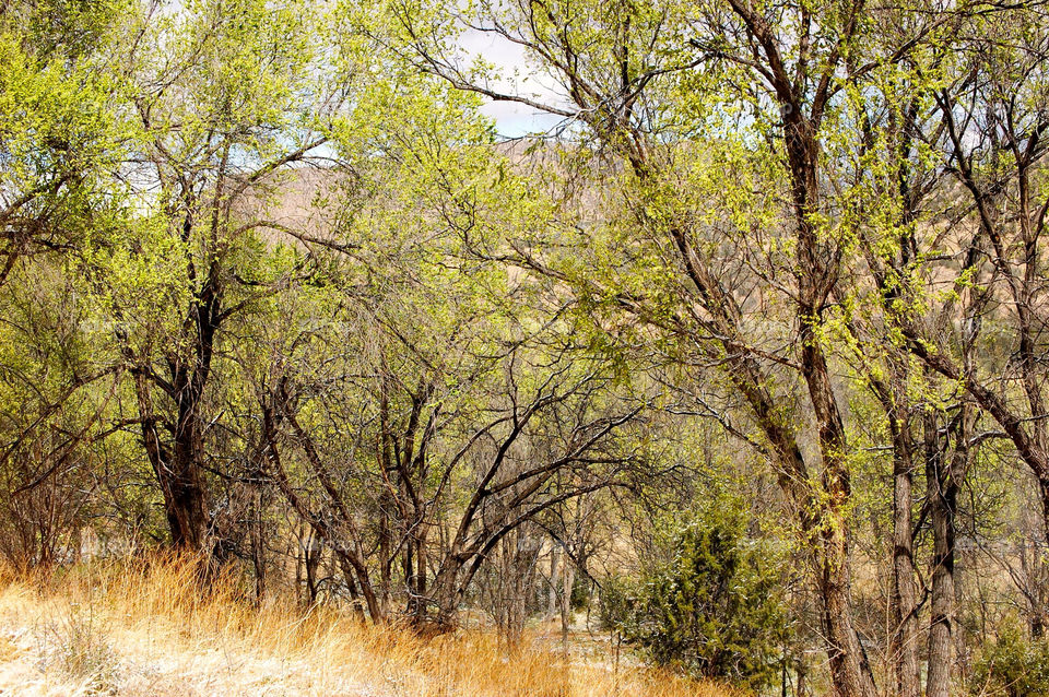 nature outdoors colors tree by refocusphoto