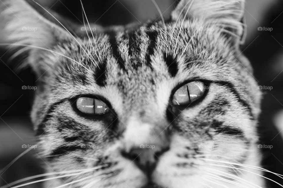 Close-up of a cat head