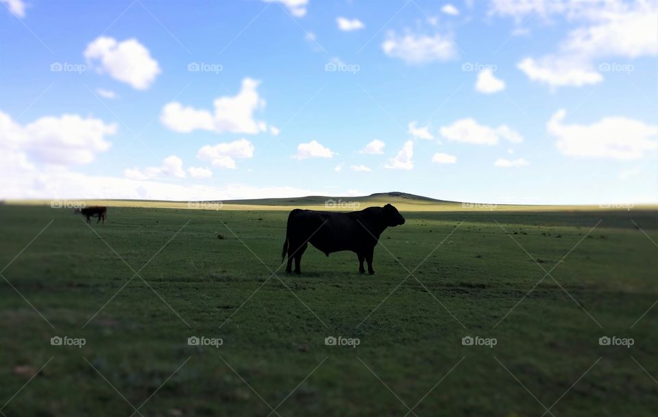 Bull Silhouette