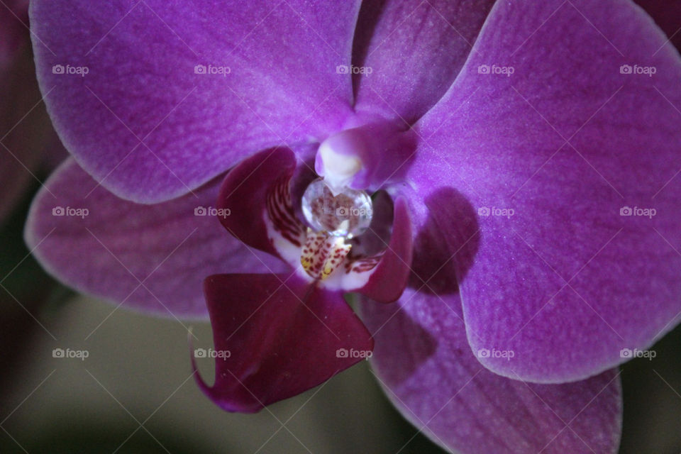 orchid