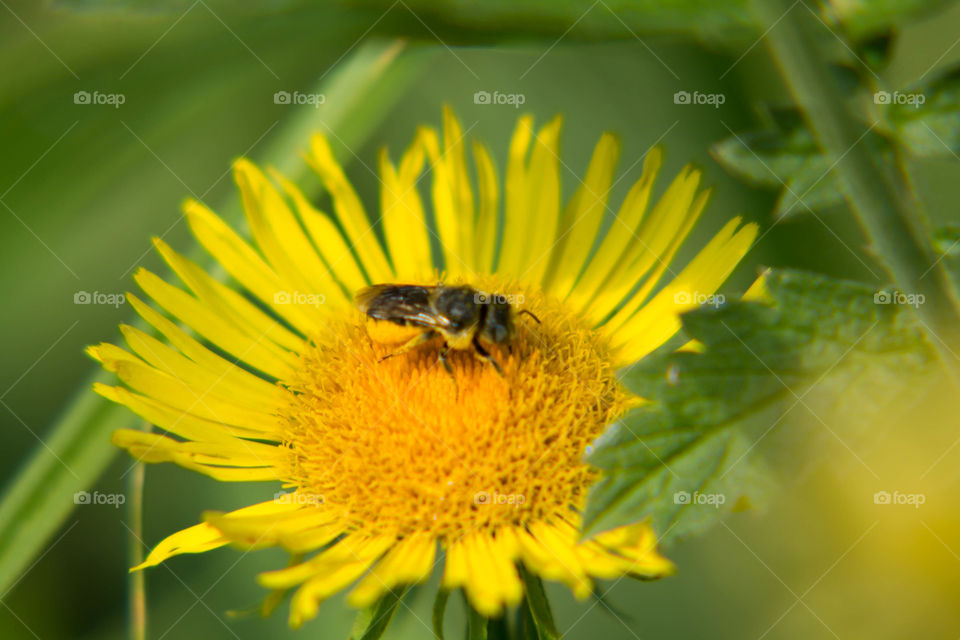 Nature, Bee, Insect, Honey, Pollen