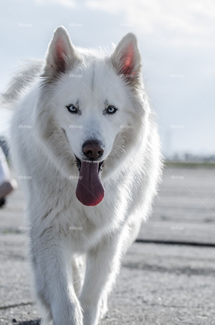 Front view of dog looking at camera