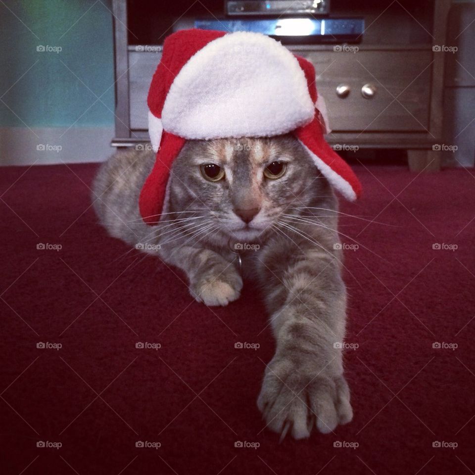 National Lampoon's Christmas Kitty
