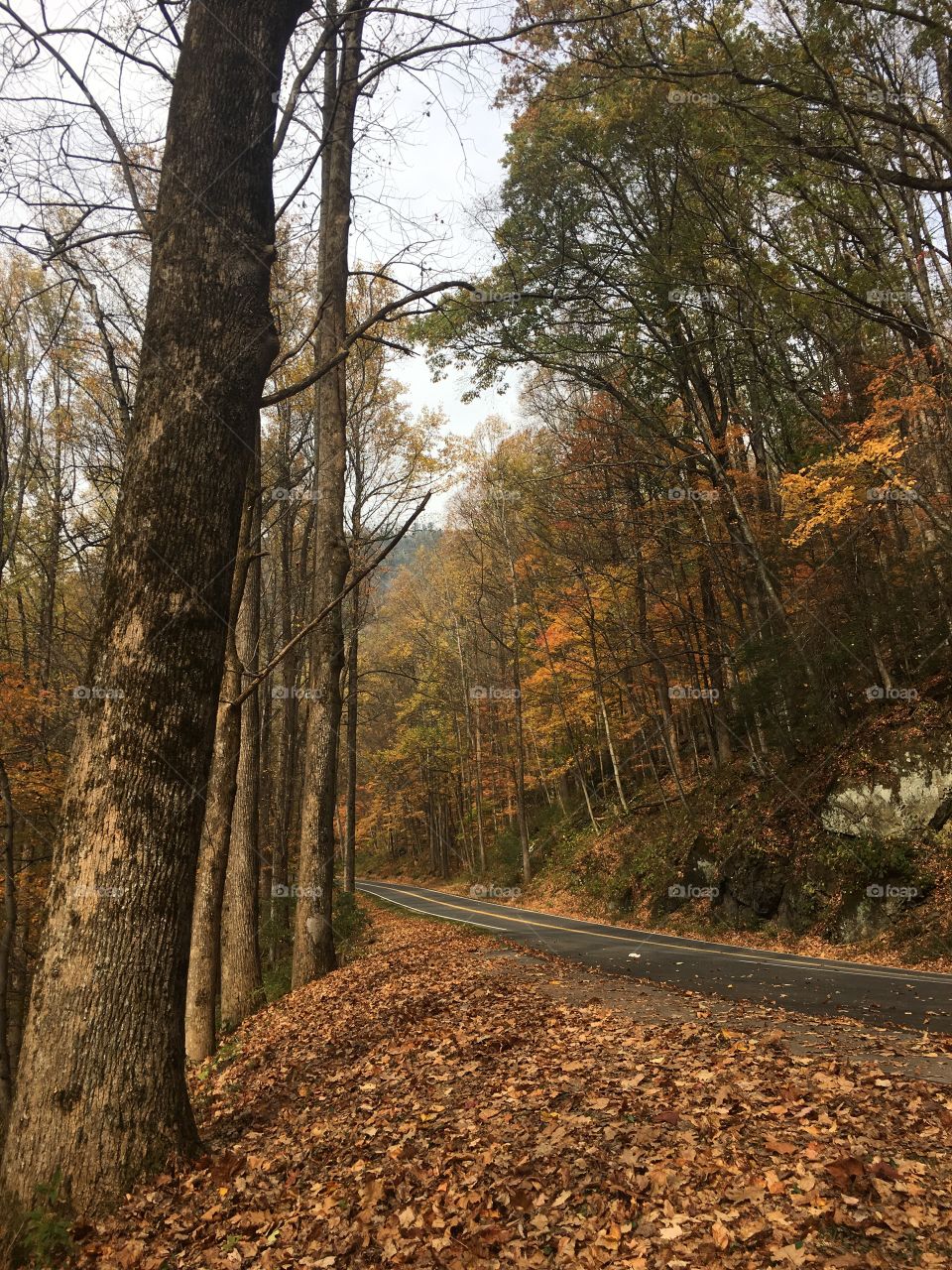 Tree, Wood, Fall, No Person, Leaf