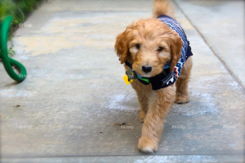 Labradoodle puppy love and style!