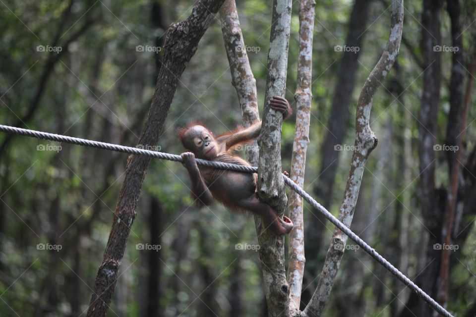 Playful baby Orangutan at rain forest, Kota Kinabalu, Malaysia 