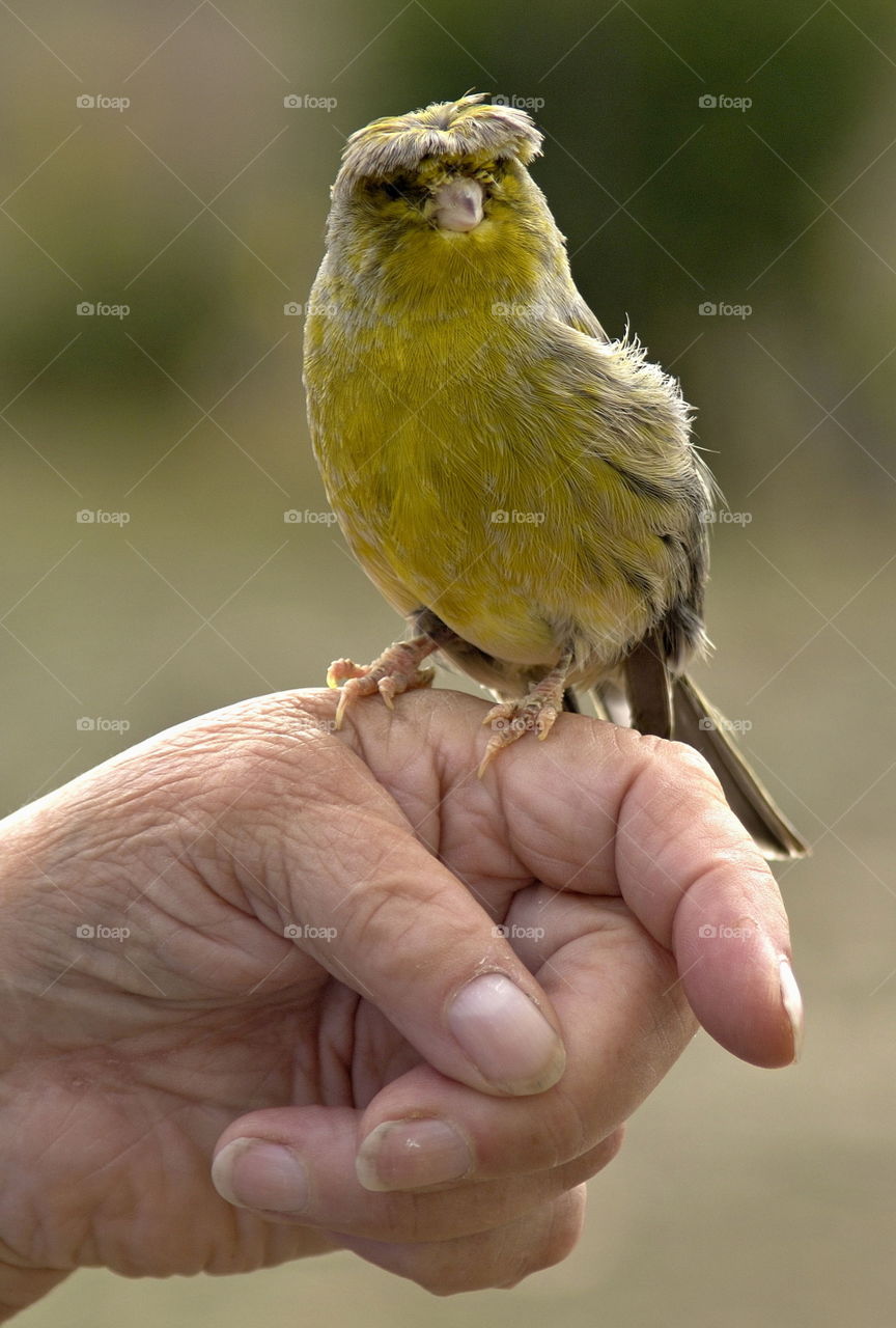 Canary bird Punk in the hand