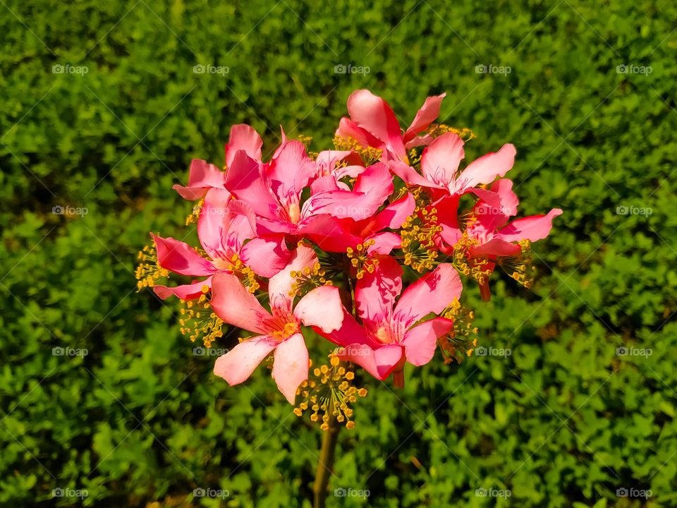 A vertical shot of red flower on nerium oleander against a green leaves background