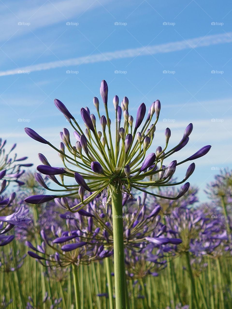 Flowerflield with Allium