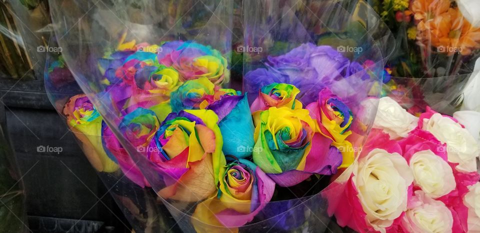 Rainbow roses