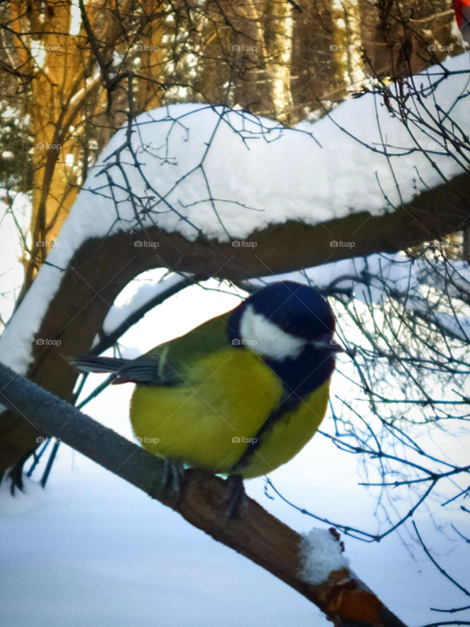 Wintering for birds.  Titmouse on a branch
