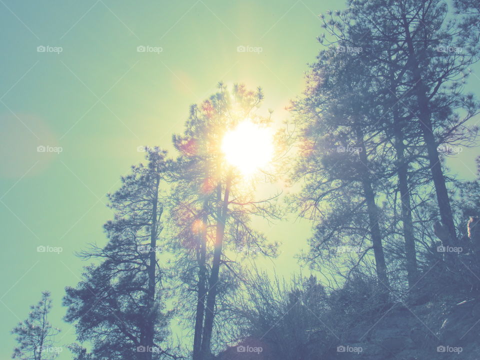 Bright Sun through pine trees