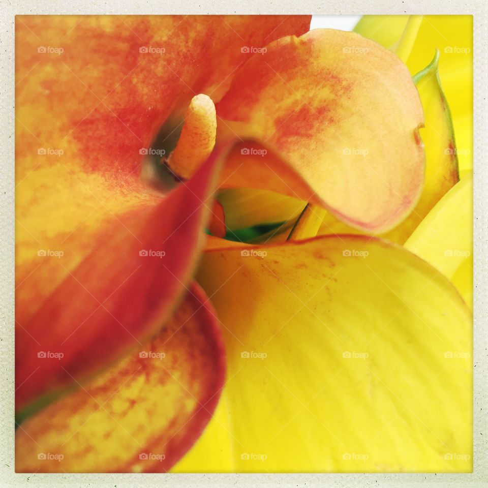 Yellow calla lilies