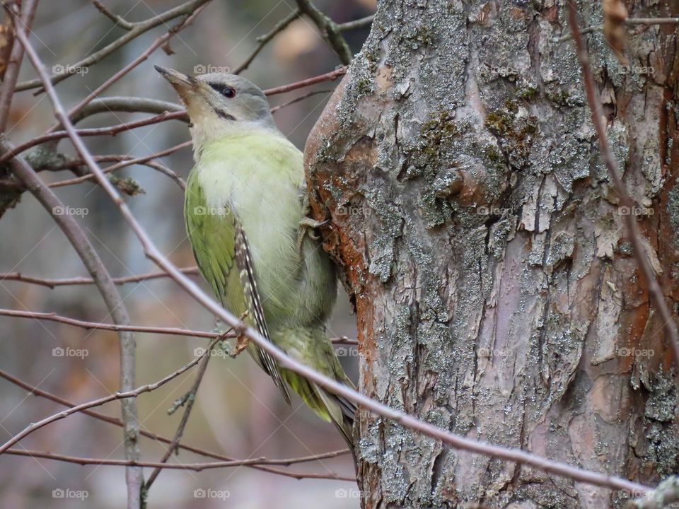 Woodpecker