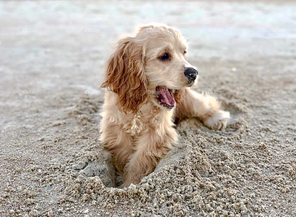 Puppy takes on the beach