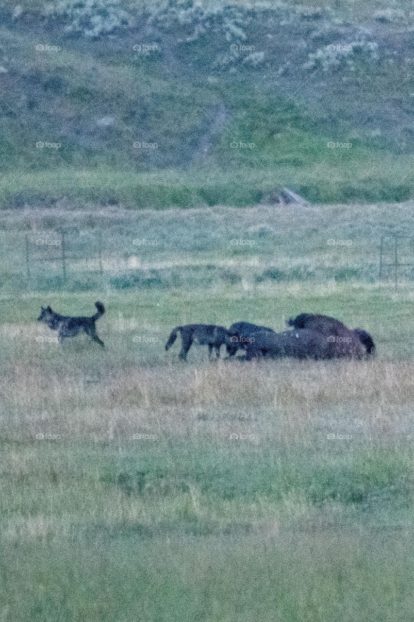 bison carcass and wolves