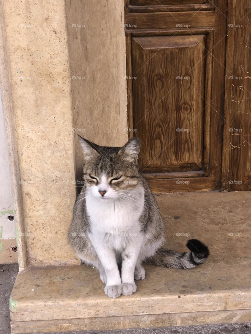 Beautiful cat looking at camera 