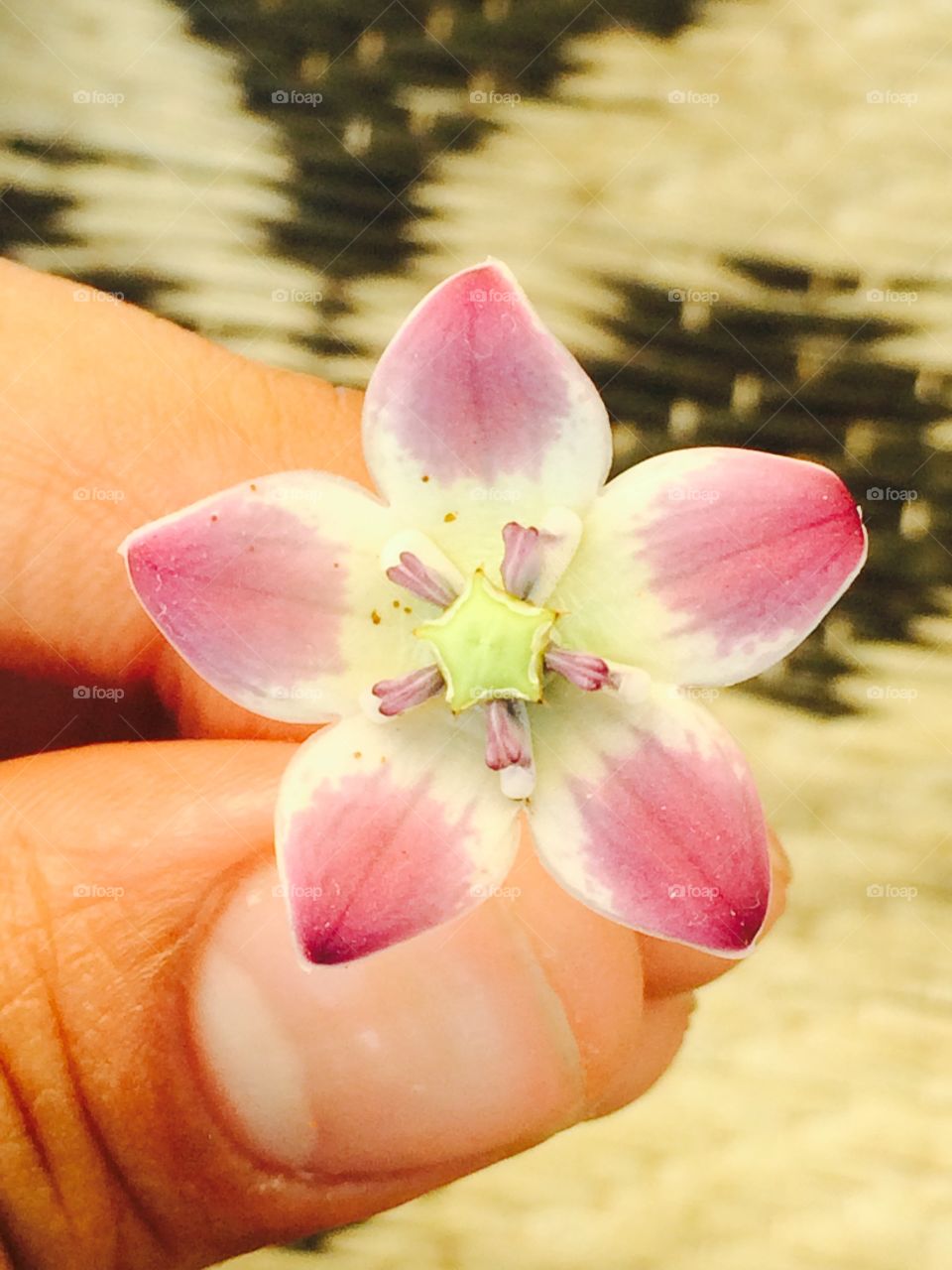 Akora flower