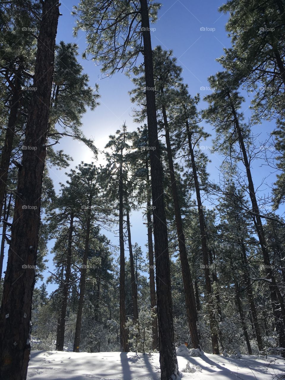 Prescott pines in snow