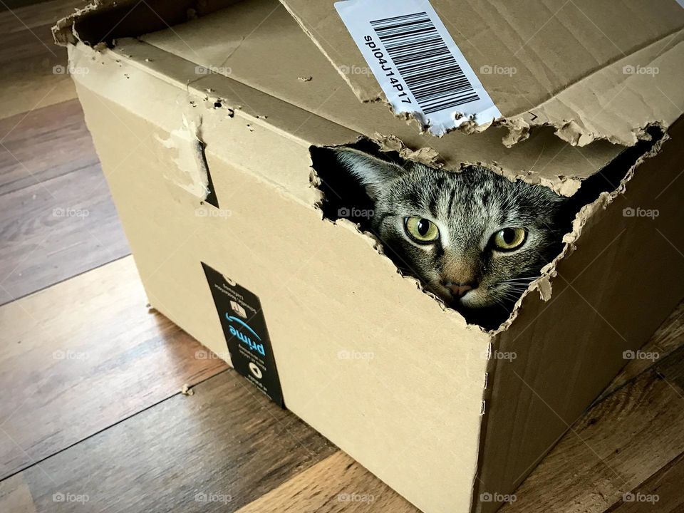 Peek-a-boo! I see you! Tabby cat hiding in cardboard box peering out of hole in a playful way