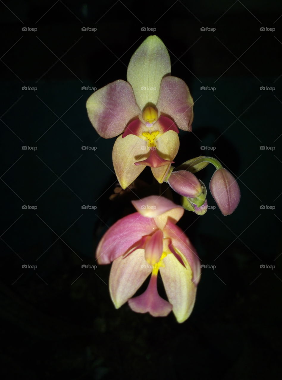 an orchid