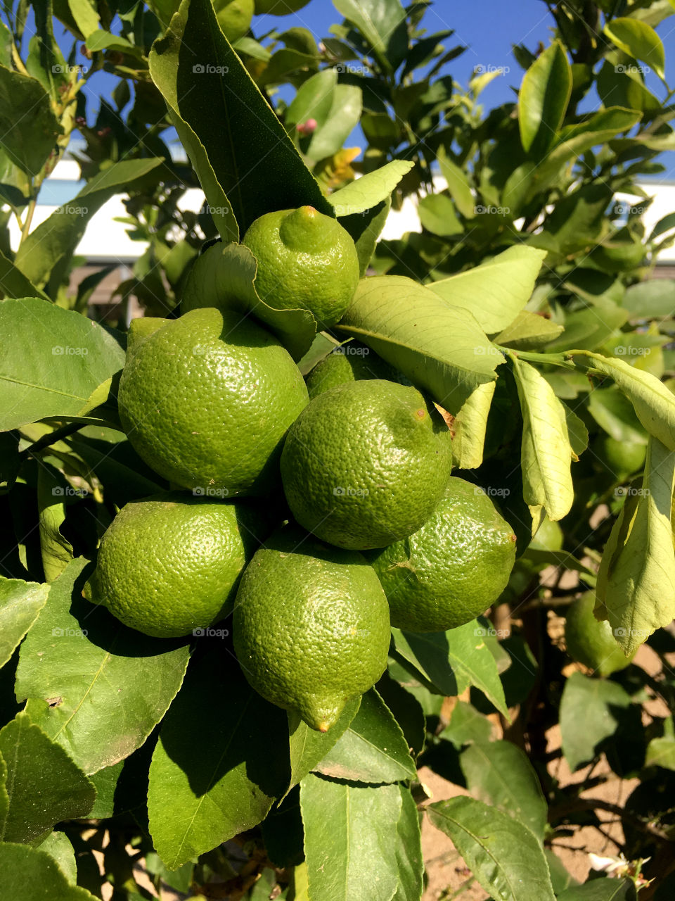 Lemons in tree
